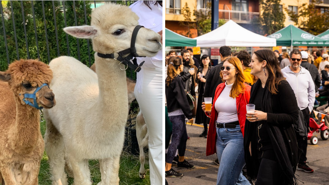 Alpagas. Droite : Oktoberfest du Marché Atwater.
