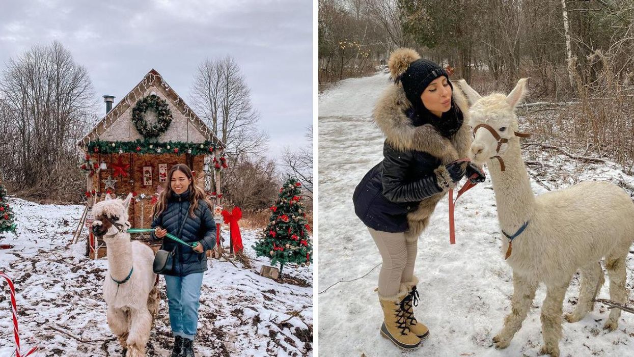 Alpagas du Domaine Poissant.