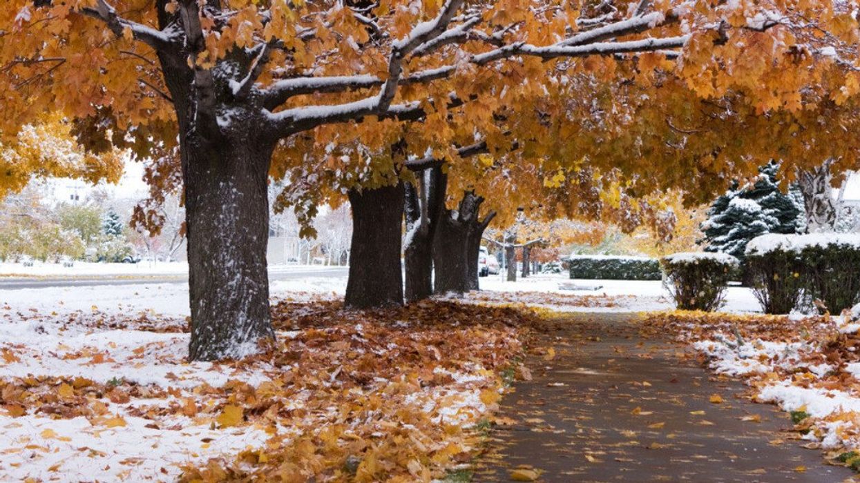 Arbres en automne avec de la neige.