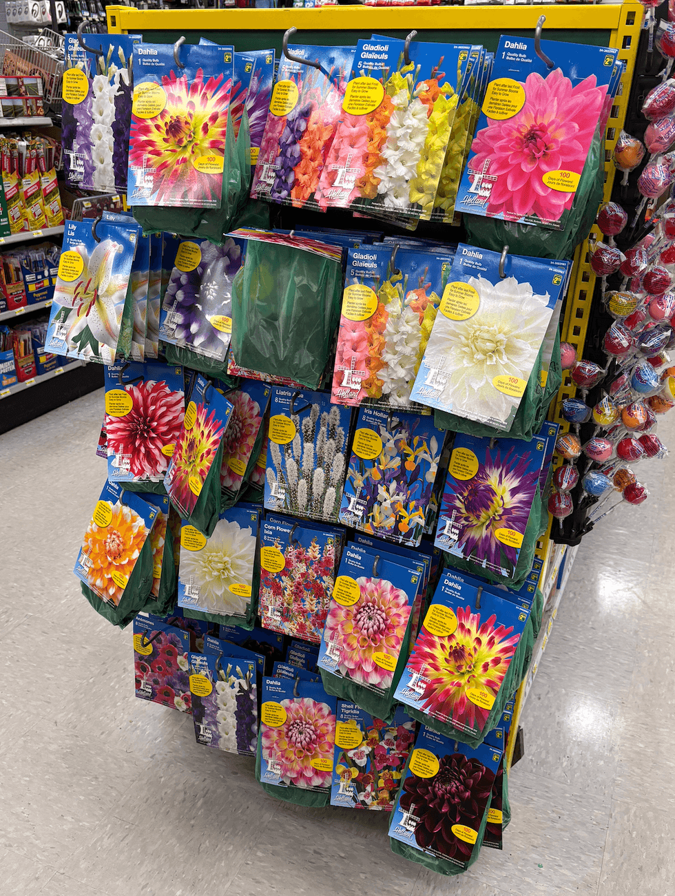Bulbe de fleur sur les \u00e9tag\u00e8res du Dollarama.