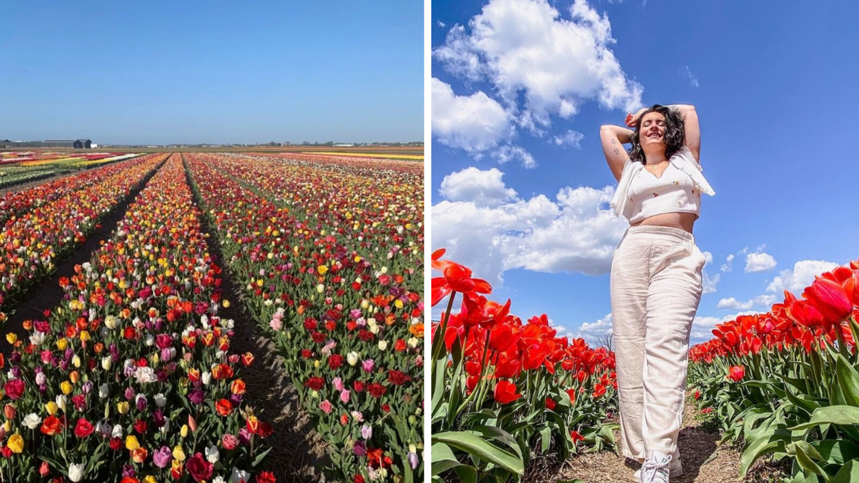 Champ de tulipes. Droite : Quelqu'un pose dans un champ de tulipes.