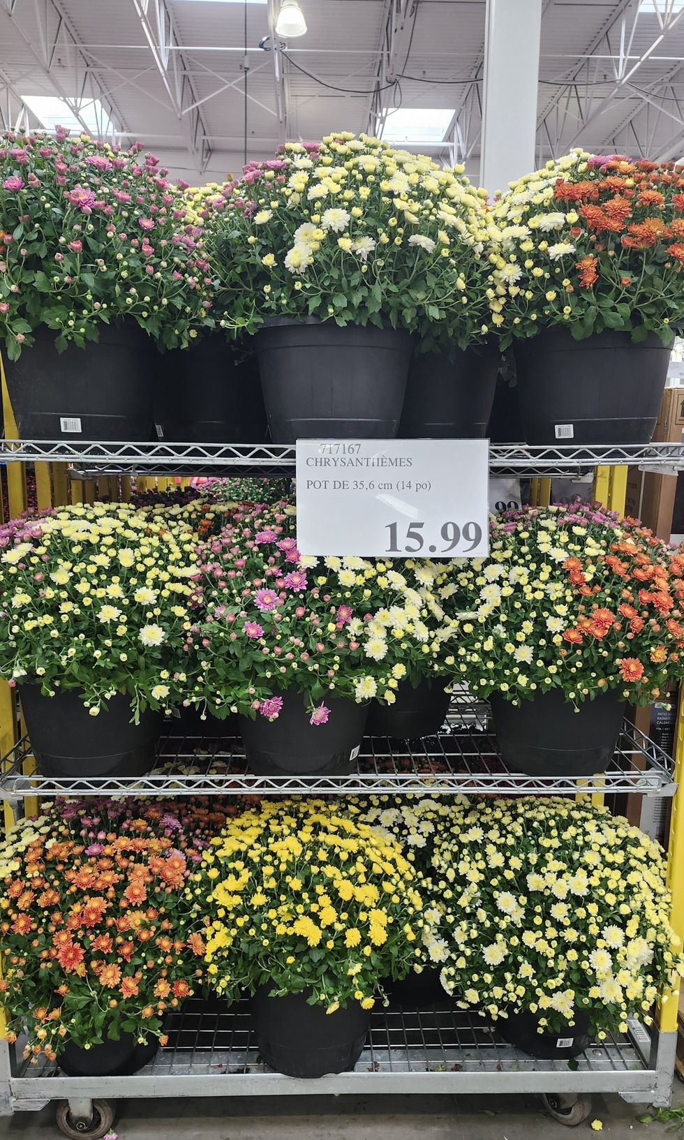 Chrysanth\u00e8mes en pot de 14 pouces.