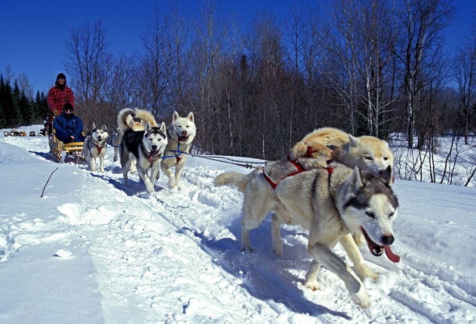 Des chiens tirant un tra\u00eeneau dans la neige.