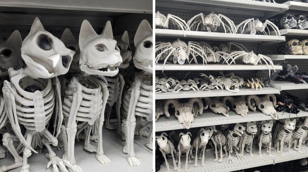 Des cr\u00e9atures squelettiques.