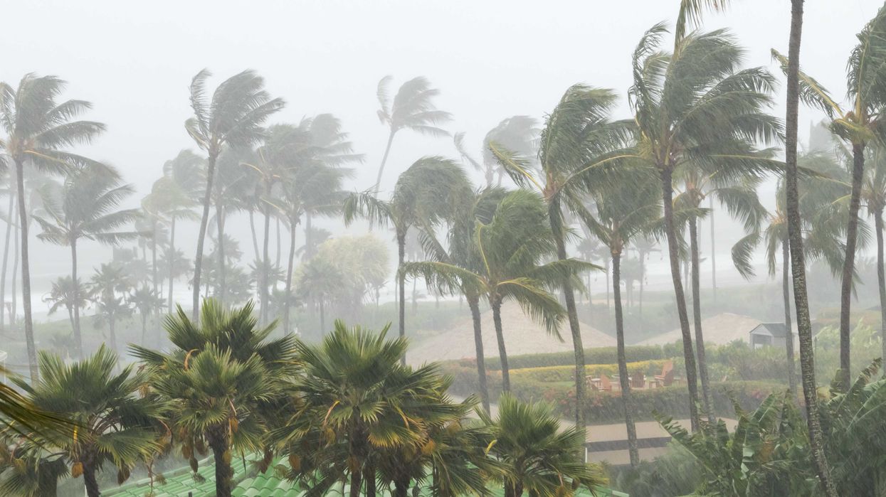 Des palmiers dans le vent.