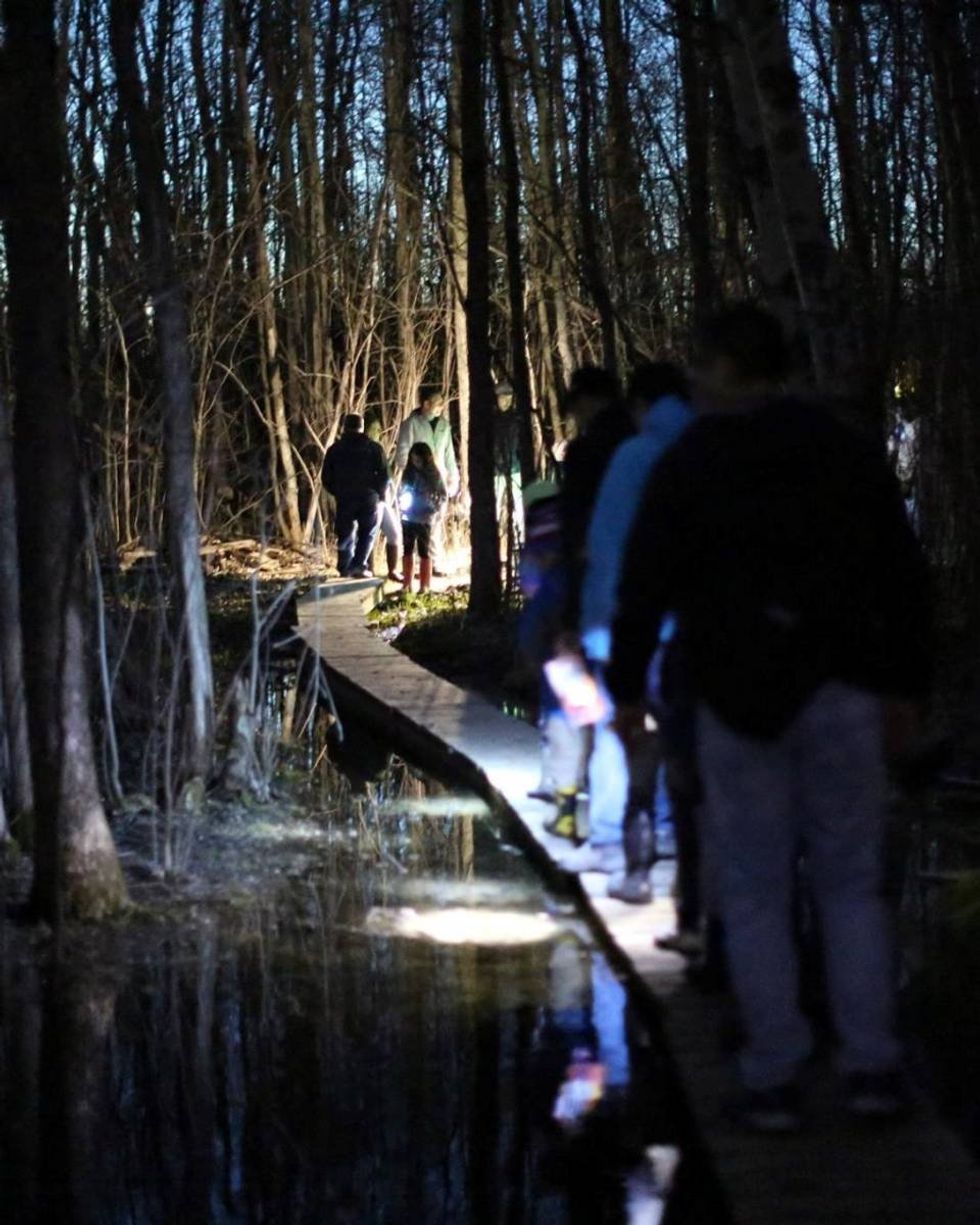 Des personnes font une randonn\u00e9e dans le bois au cr\u00e9puscule.