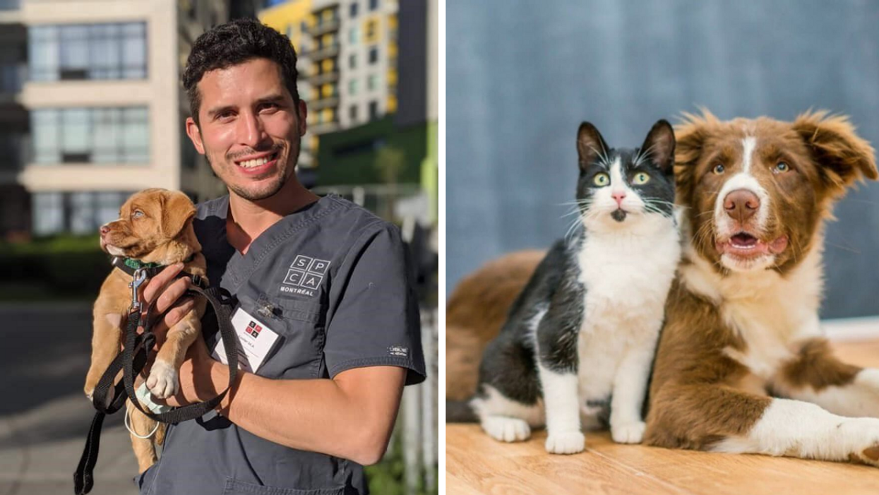 Employé de la SPCA, Droite : chat et chien