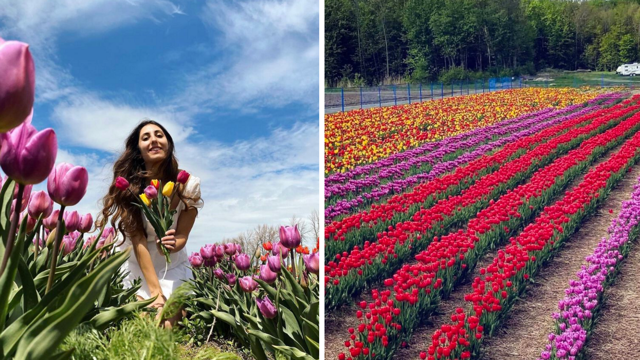 Femme avec des tulipes. Droite : Tulipes.