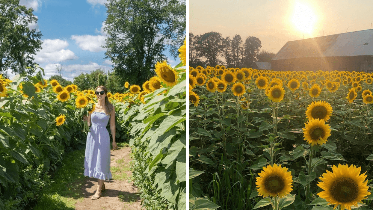 Femme dans un champ de tournesols. Droite : Champ de tournesols.