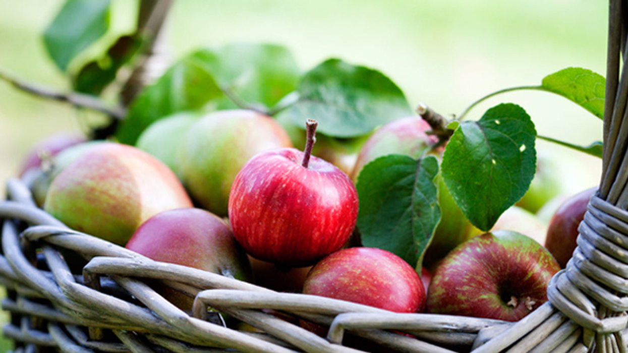 La rue Saint-Denis se transformera en gros verger urbain de 1km en septembre