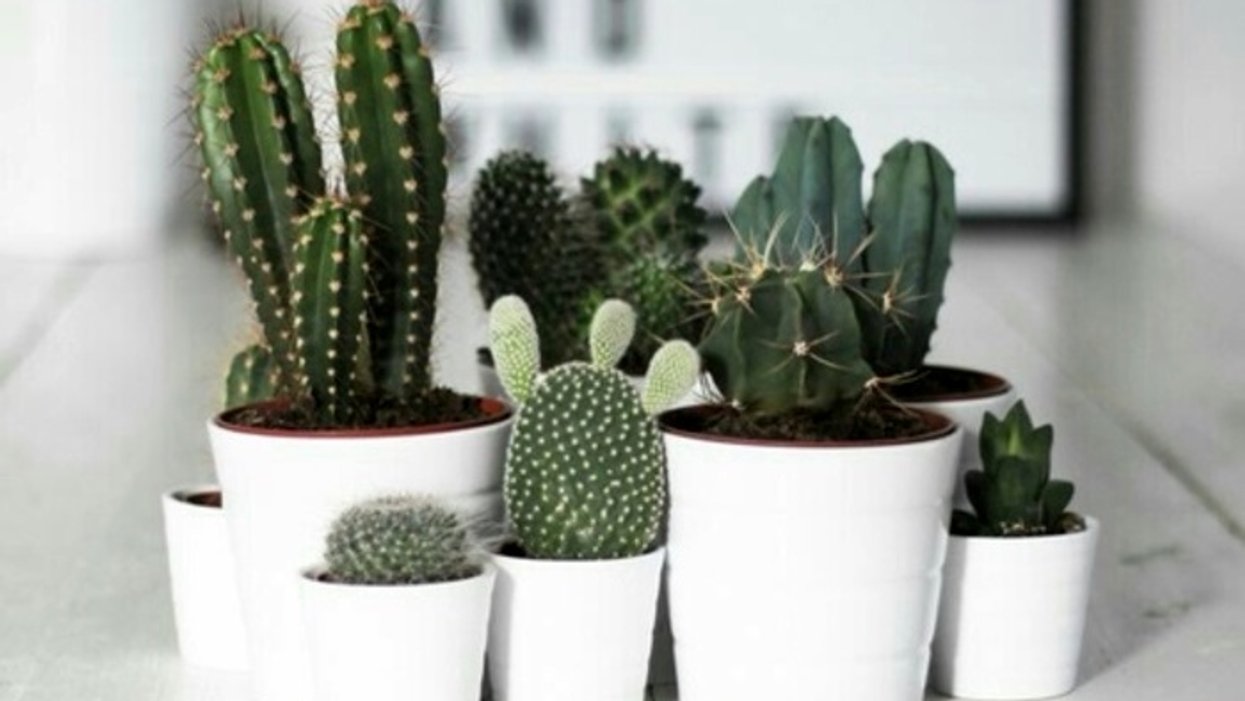 Une immense vente de cactus et de plantes aura lieu à Montréal!