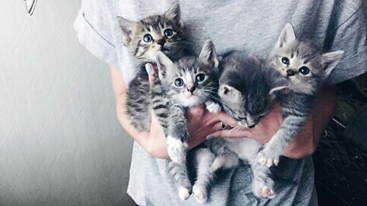 Un gros party de chats aura lieu ce soir à Montréal!