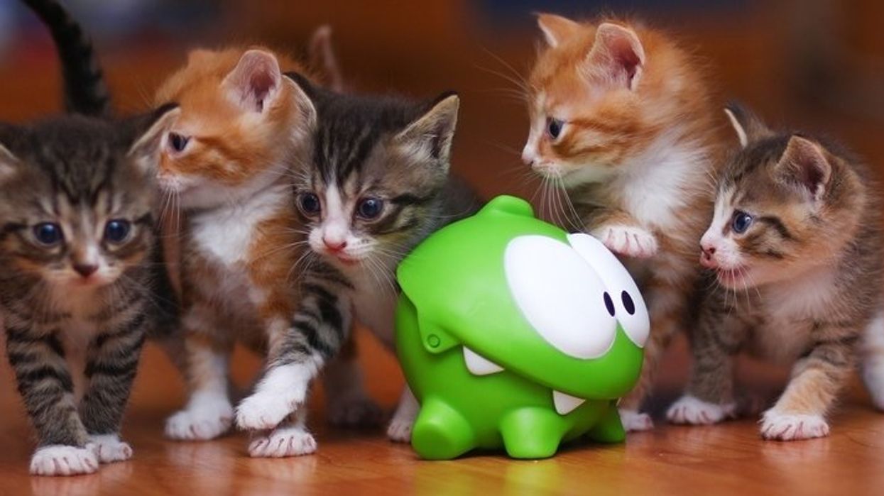 Un party de chats (gratuit) aura lieu cet été à Montréal!