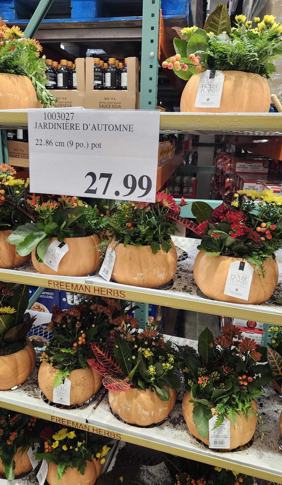 Jardini\u00e8re d'automne en pot 9 po.