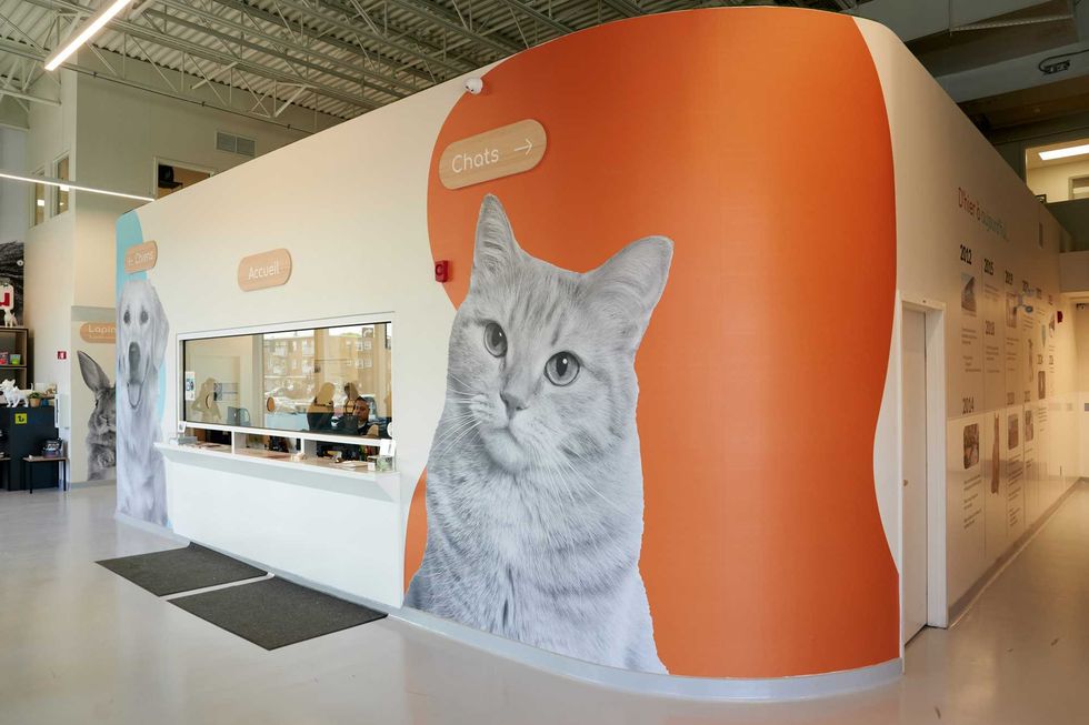 L\u2019aire d\u2019accueil du refuge Proanima pr\u00e9sente un espace lumineux avec de grandes illustrations de chiens et de chats, o\u00f9 les visiteurs peuvent entreprendre les d\u00e9marches d\u2019adoption.