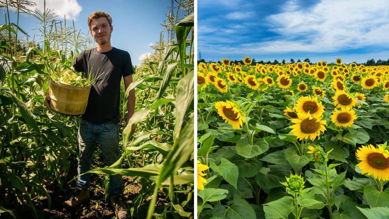 La Ferme Marineau à Laval. Droite : Un champ de tournesols.