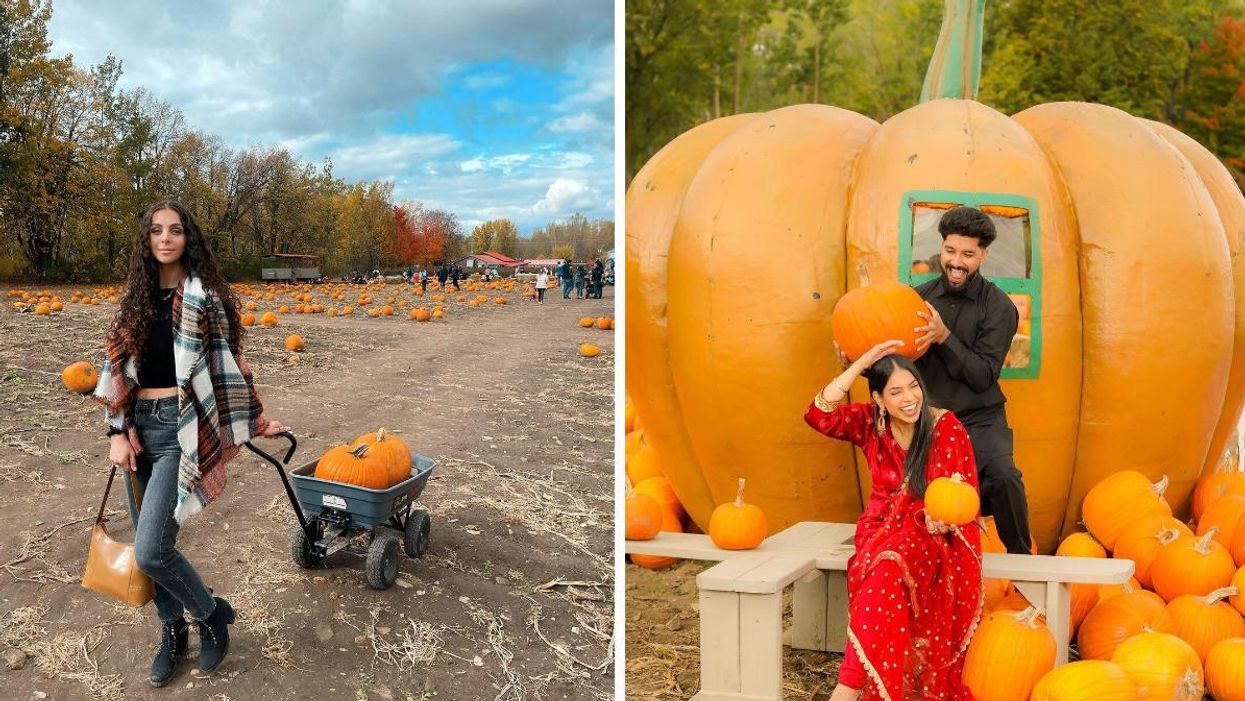 Le champ de citrouilles de la Ferme Marineau.