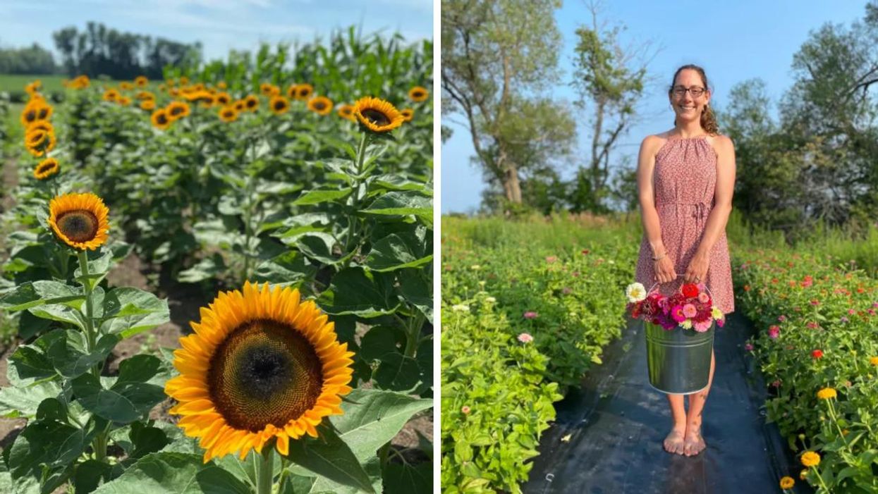 Le champ de tournesols aux Wynn Farms. Droite : Champ de fleurs en Ontario.