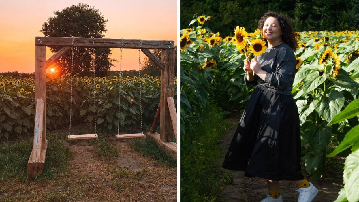 Le champ de tournesols de la Belle de Coteau-du-Lac.