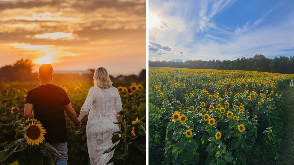 Le champ de tournesols de la Ferme Champy.