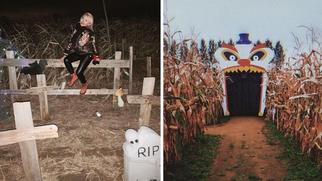 Le labyrinthe de maïs de la Ferme Guy Rivest.
