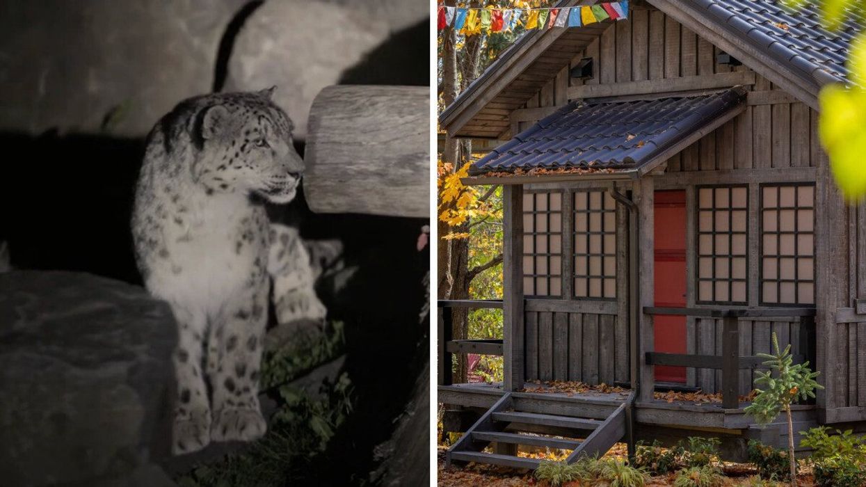 Léopard du Zoo de Granby. Droite : Chalet du Zoo de Granby.