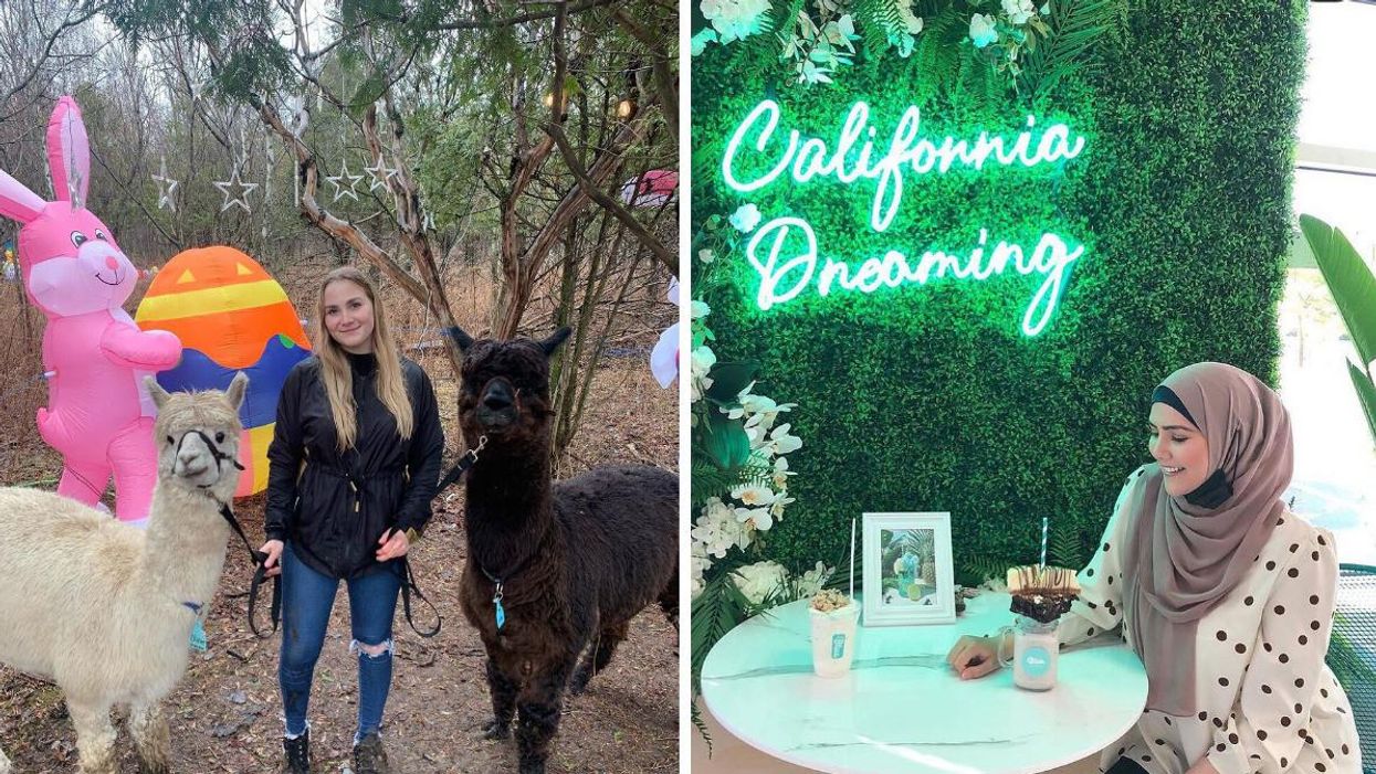 Les Alpagas du Domaine Poissant. Droite : Le bar à desserts Blue à Longueuil.