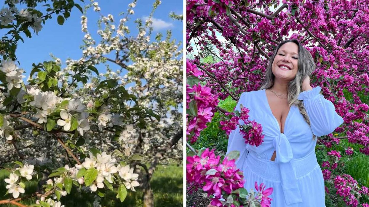 Les pommiers en fleurs au Domaine Lafrance. Droite : Izabelle Bee dans le champ de pommiers en fleurs.