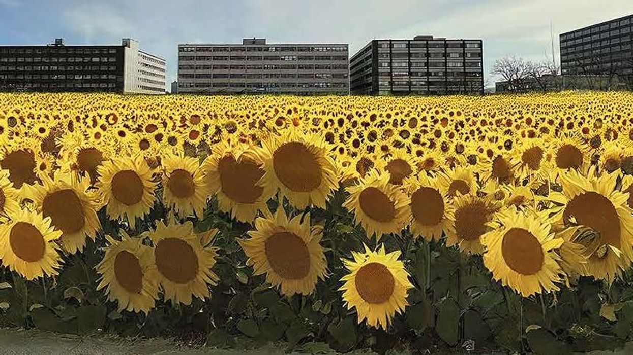 Modélisation du champ de tournesols du District Central à Montréal.