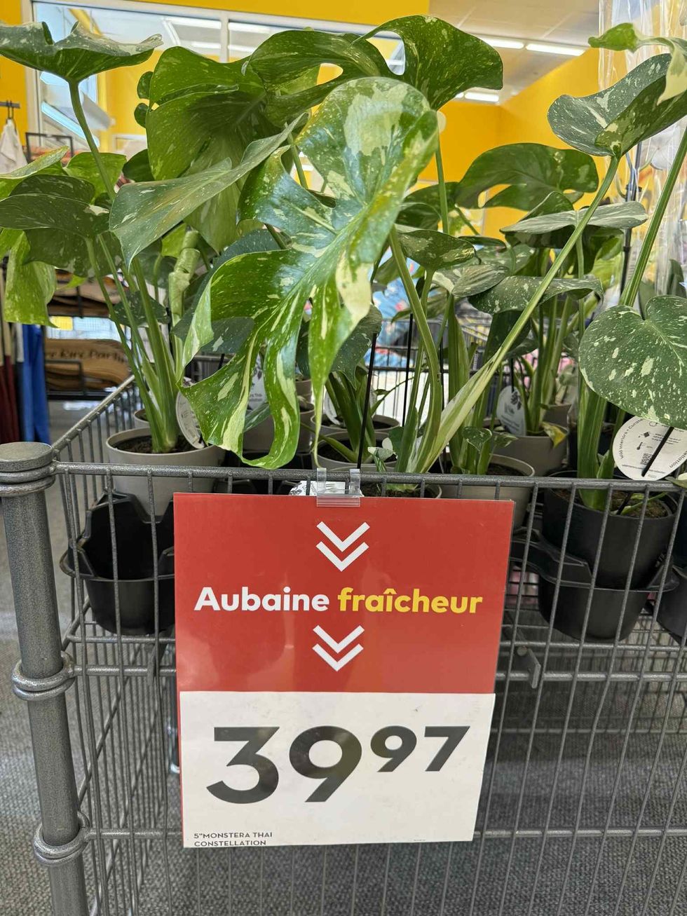 Monstera Thai Constellation en vente pour 39,97 $ chez Tigre G\u00e9ant.