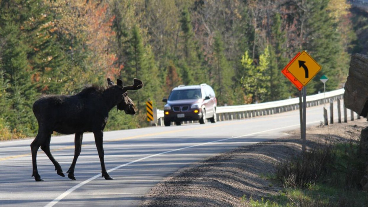 Orignal sur la route devant une voiture qui arrive au loin.