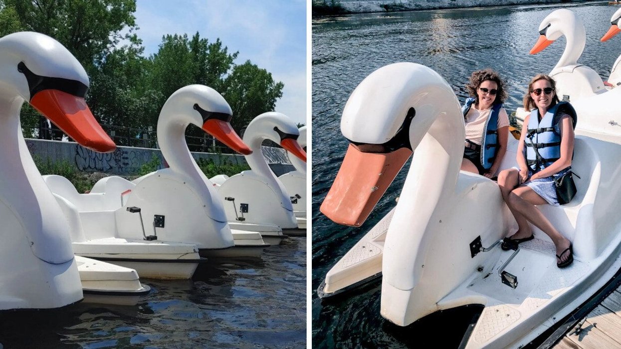 Pédalos cygnes. Droite : Femmes sur le pédalo cygne à Montréal.