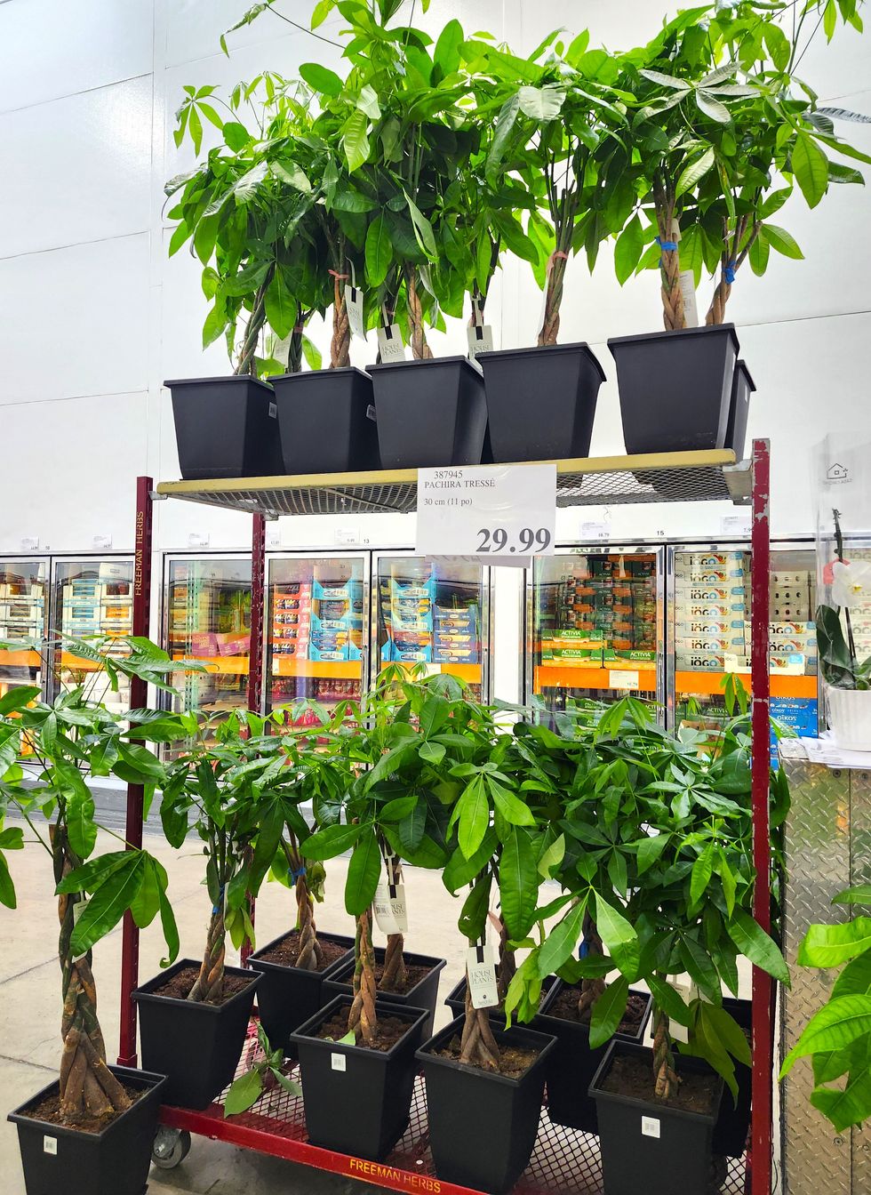 Plante nomm\u00e9e Pachira.