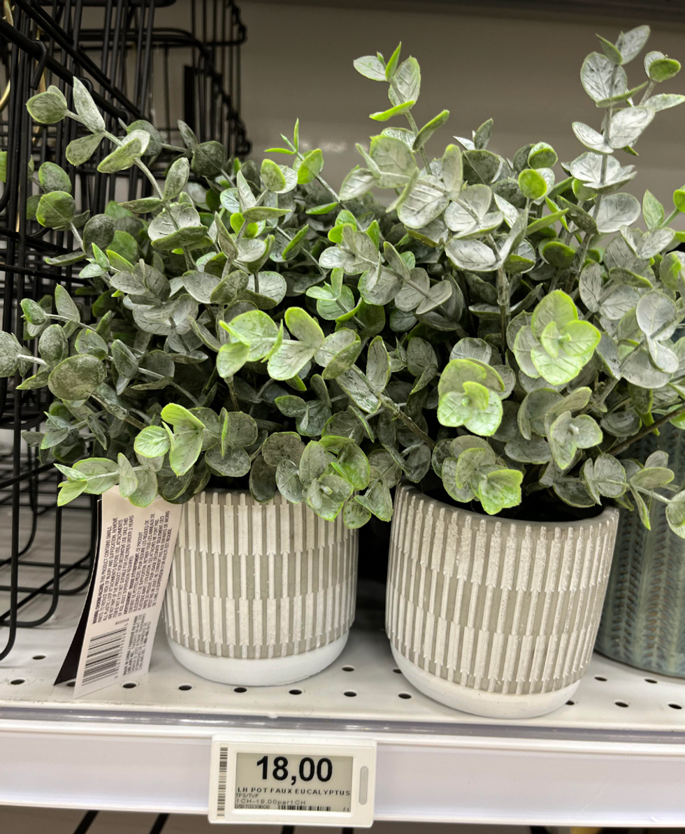 \u200bPlante d'eucalyptus artificielle de chez Maxi & Cie.