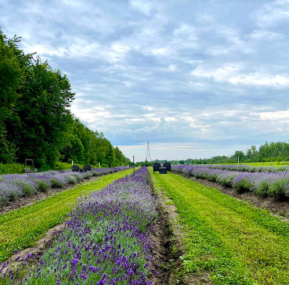 Un champ de lavande, o\u00f9 des bancs sont pos\u00e9s entre les rangs de fleurs.