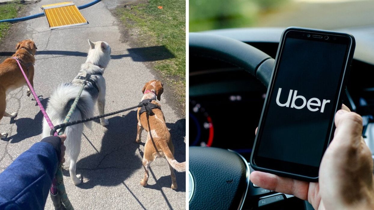 Une main tient en laisse trois chiens. Droite : Un main tient un téléphone avec un fond d'écran noir où il est écrit Uber.