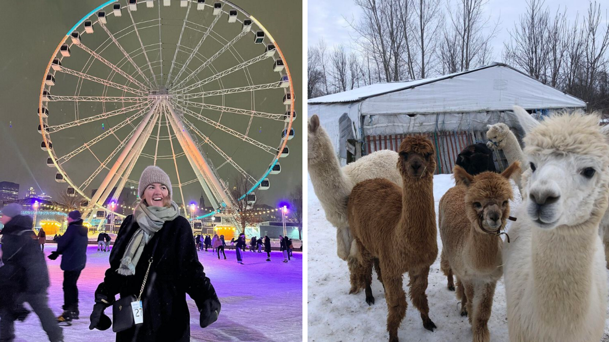 Une personne à la patinoire de la Grande Roue de Montréal. Droite : Les alpagas de la ferme Project PACE.