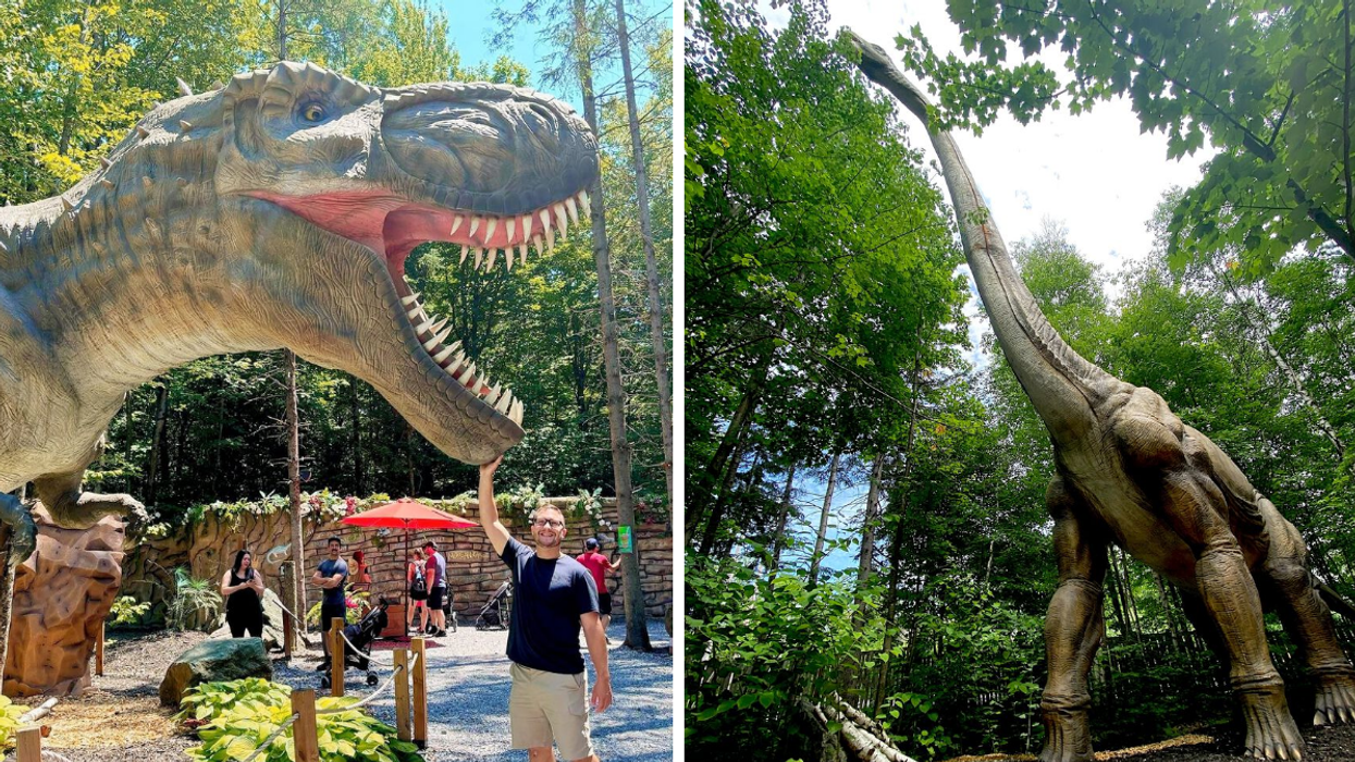 Une personne qui touche une reproduction de dinosaure grandeur nature. Droite : Un dinosaure au Québec.